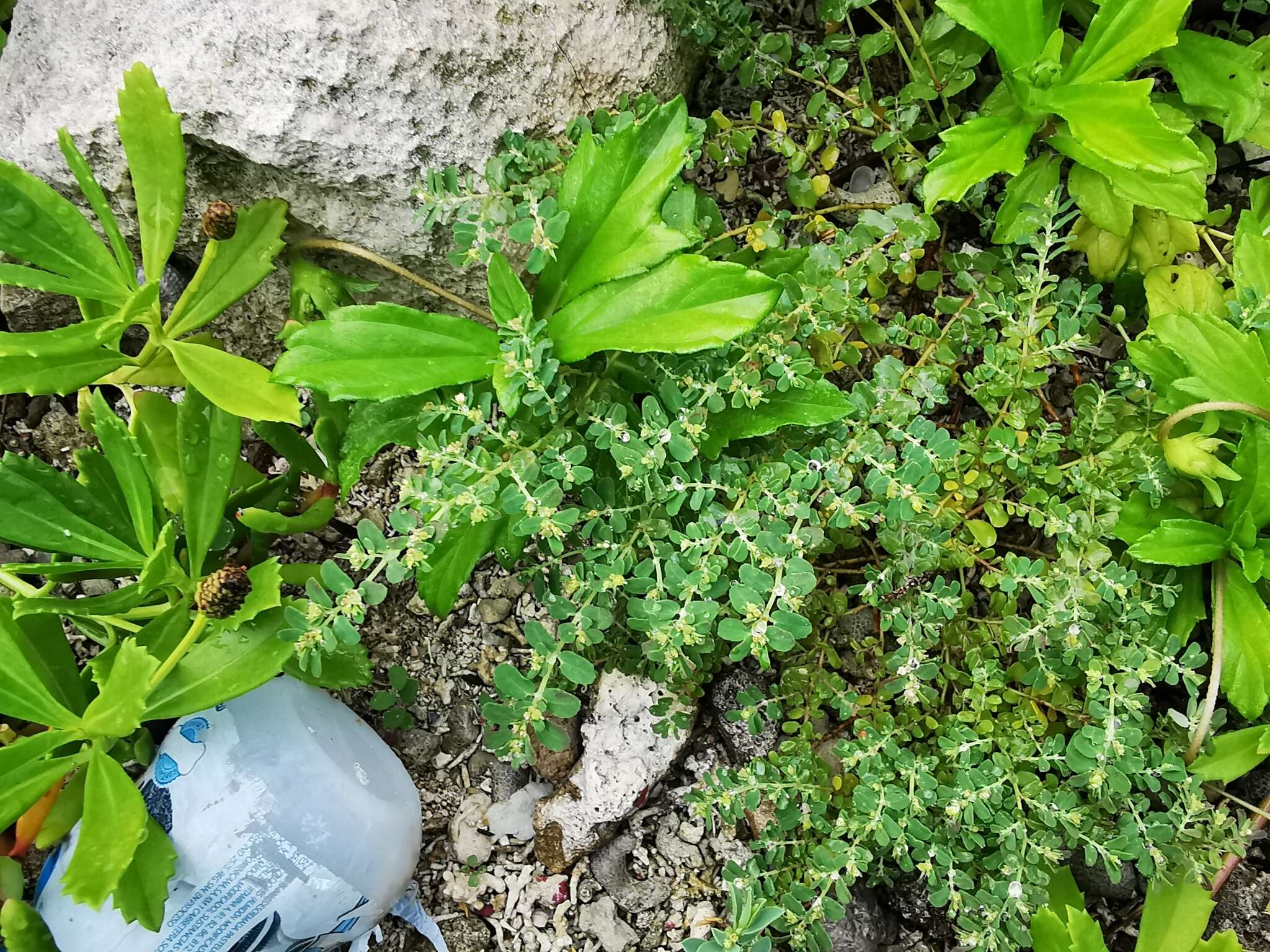 Слика од Euphorbia cozumelensis Millsp.