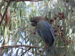 Image of Calyptorhynchus lathami lathami (Temminck 1807)