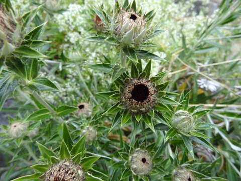 Image of Carlina salicifolia (L. fil.) Cav.