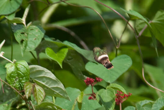 Lophornis brachylophus Moore & RT 1949 resmi