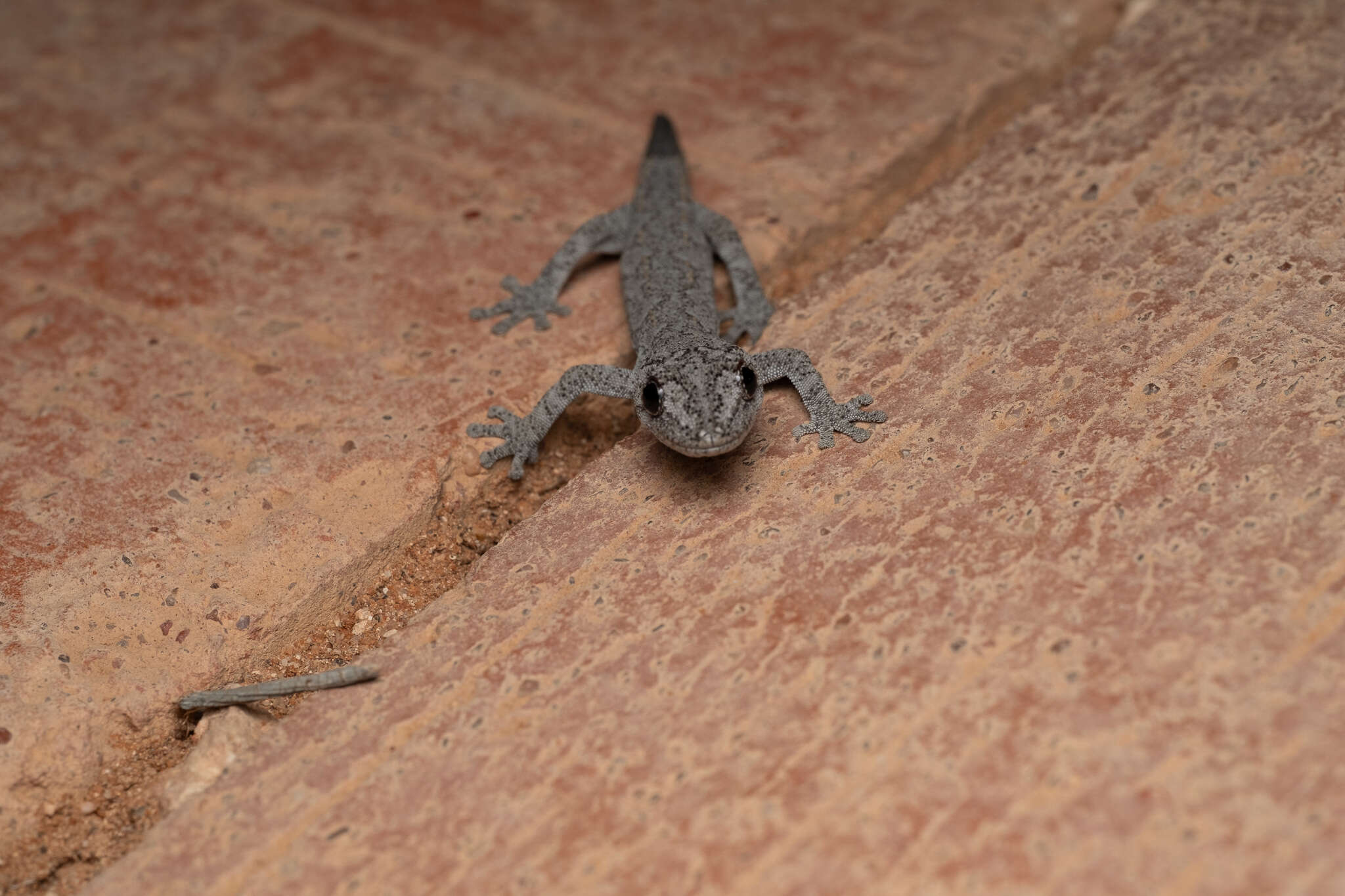 Image of Eastern Spiny-tailed Gecko