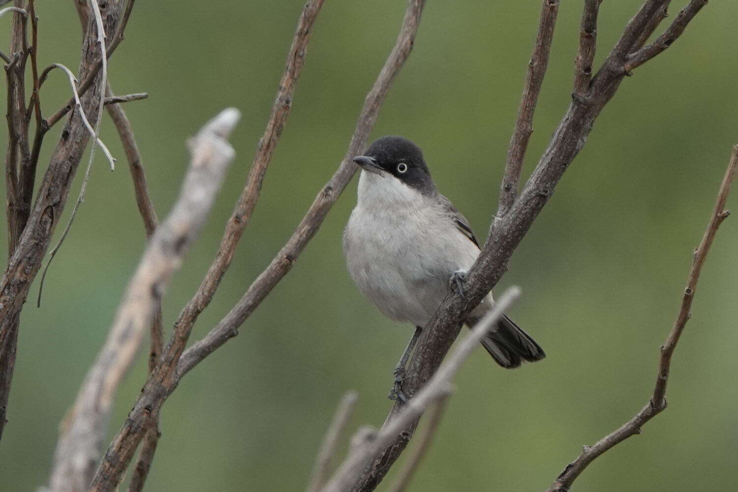 Image of Western Orphean Warbler