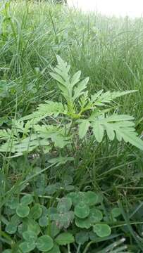 Image of annual ragweed