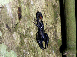 Image of Asian Forest Scorpion