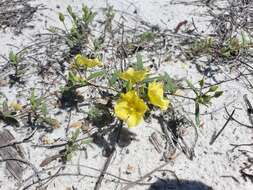 Image of coastal sand frostweed