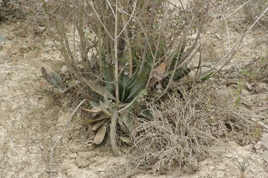 Image of Gasteria excelsa Baker