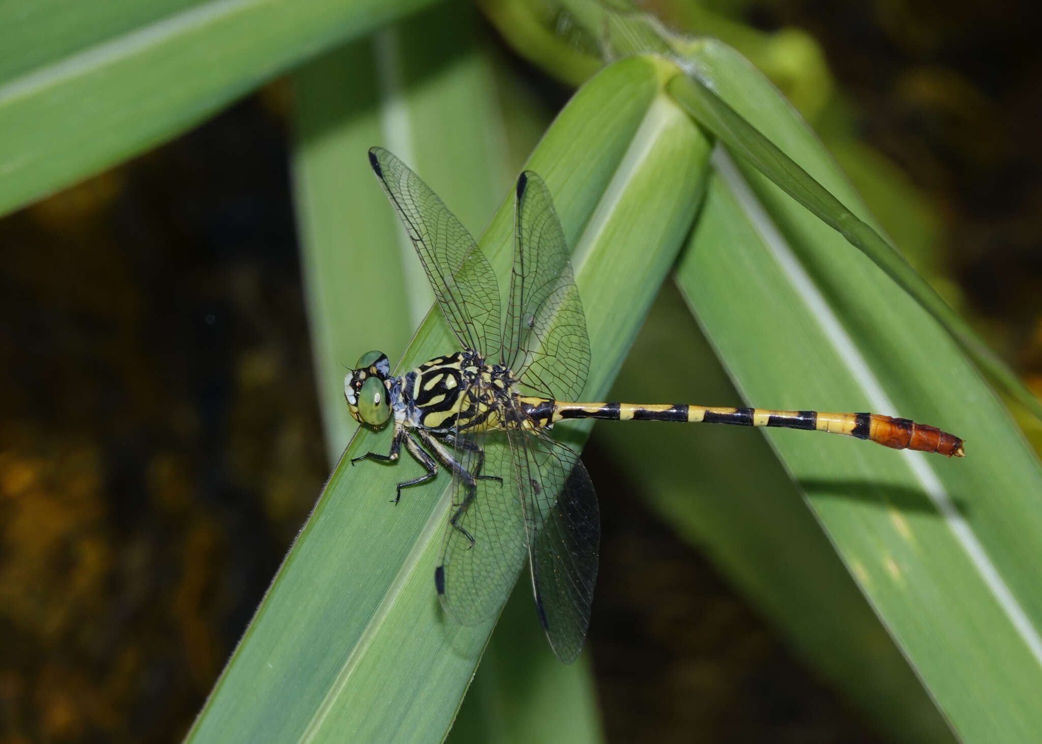 Image of Austroepigomphus turneri (Martin 1901)