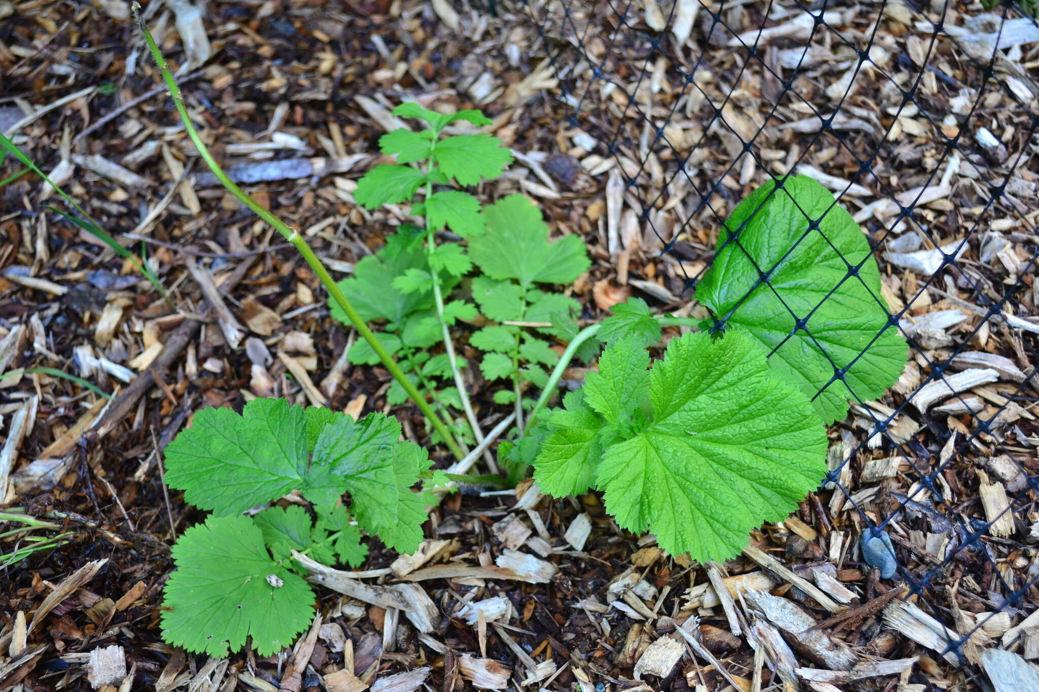 Imagem de Geum macrophyllum Willd.