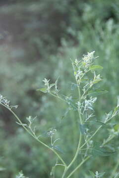 Sivun Chenopodium bryoniifolium A. Bunge kuva