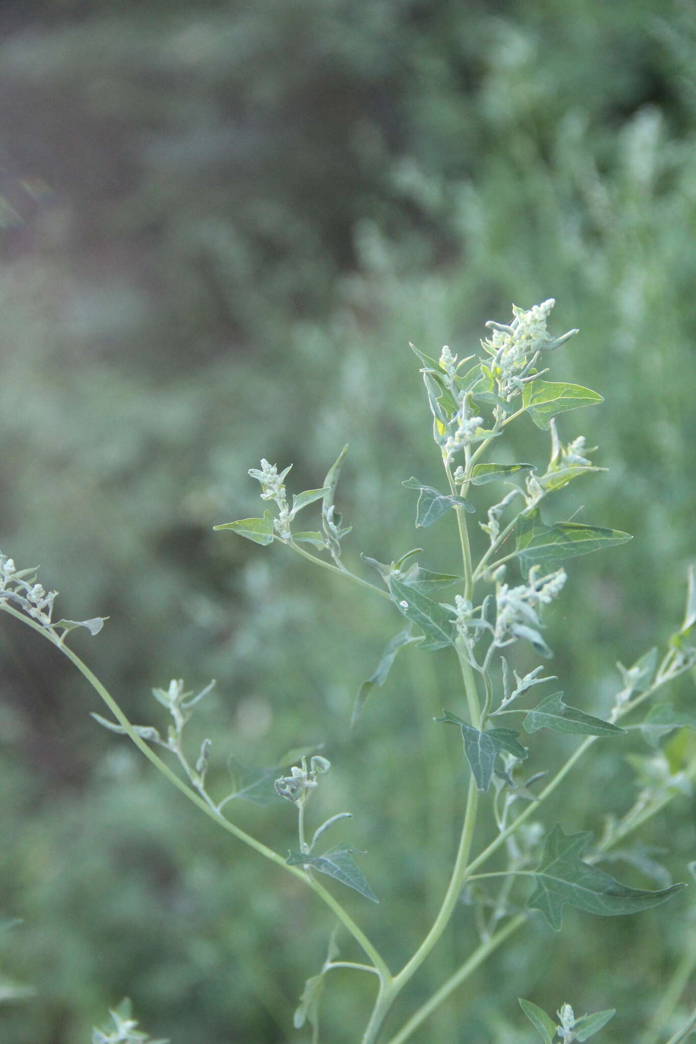 Image de Chenopodium bryoniifolium A. Bunge