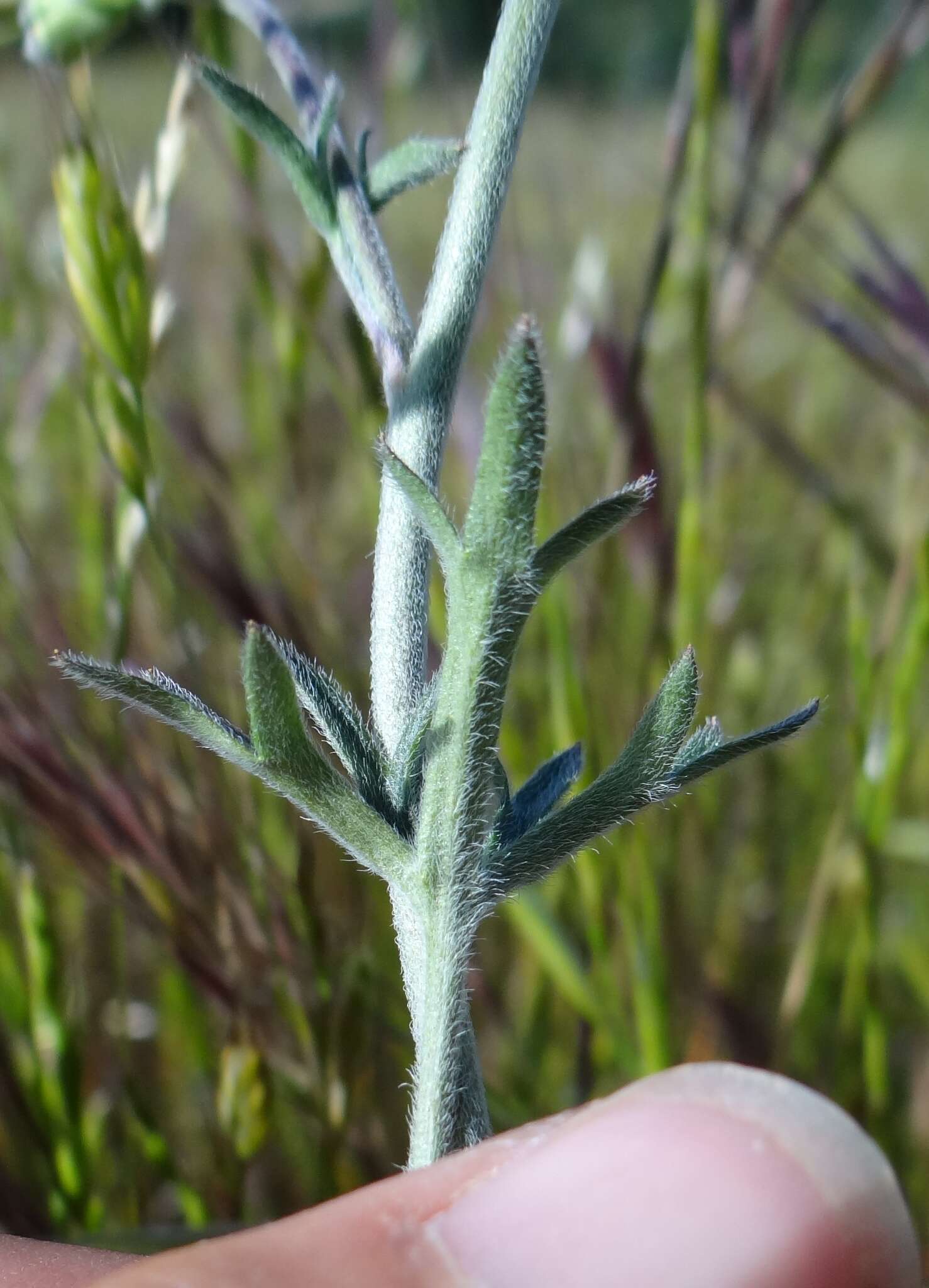 Image of royal larkspur