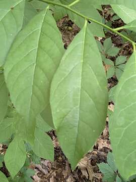 Image of northern spicebush