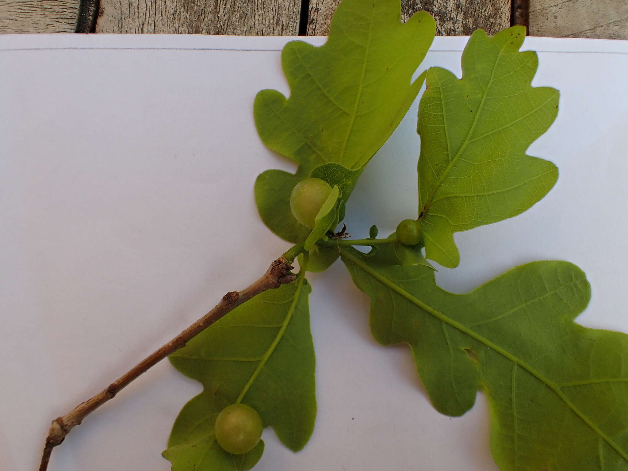 Image of cherry gall