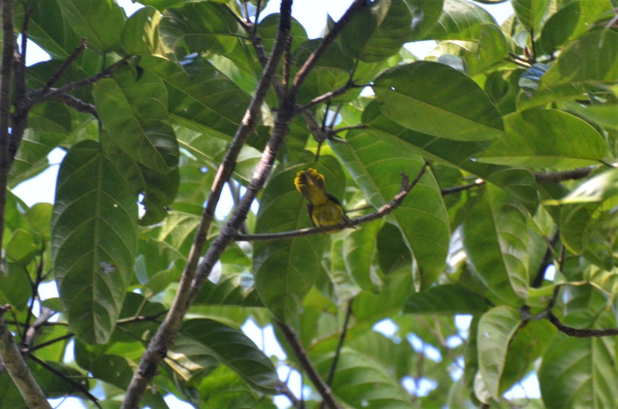 Image of Andaman Bulbul