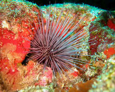 صورة Echinostrephus A. Agassiz 1863