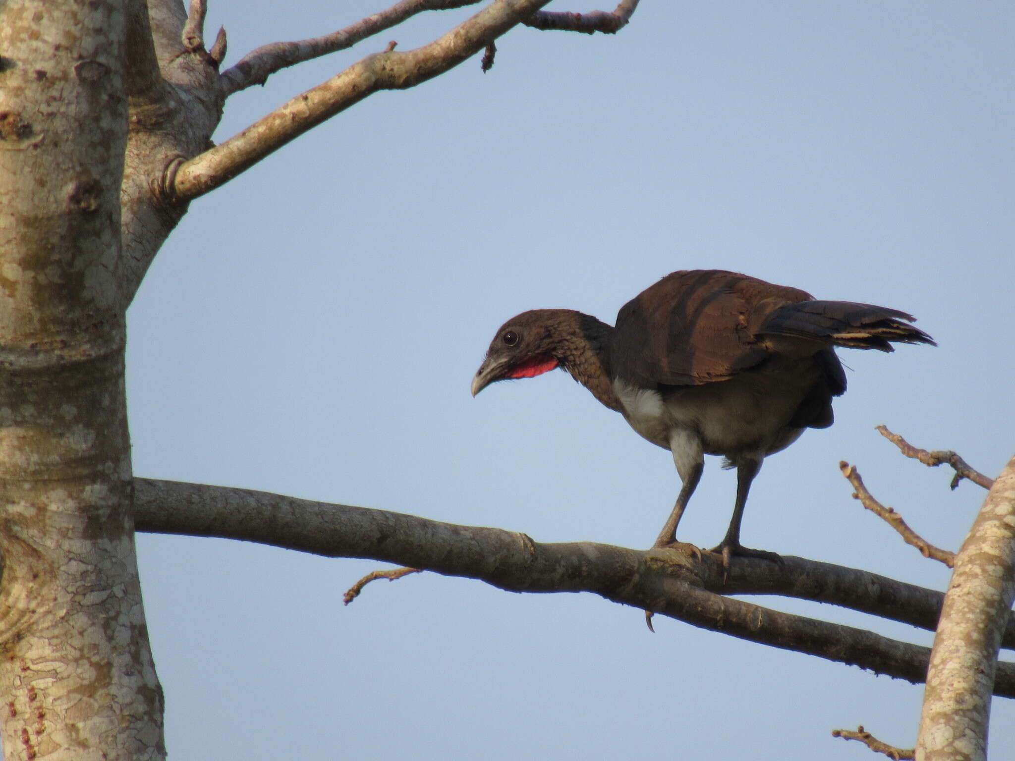 Image of White-bellied Chachalaca