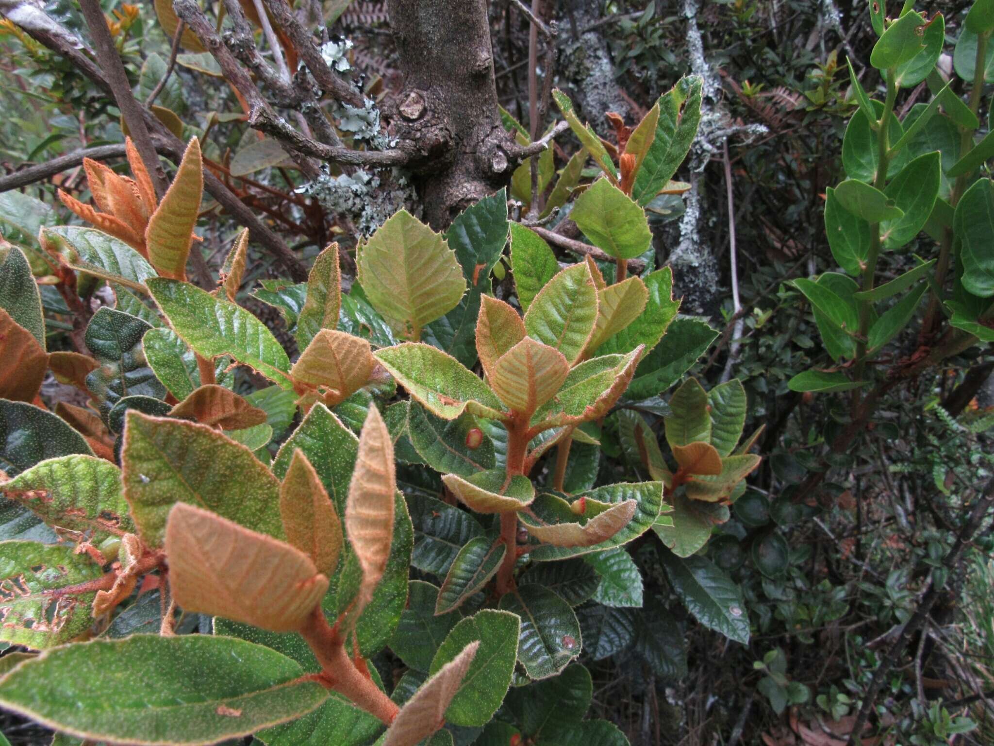 Image of Clethra fimbriata Kunth