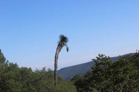 Image of Yucca potosina Rzed.