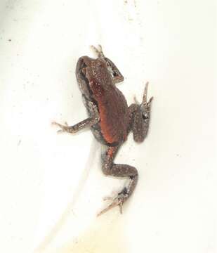 Image of Copper-backed Broodfrog