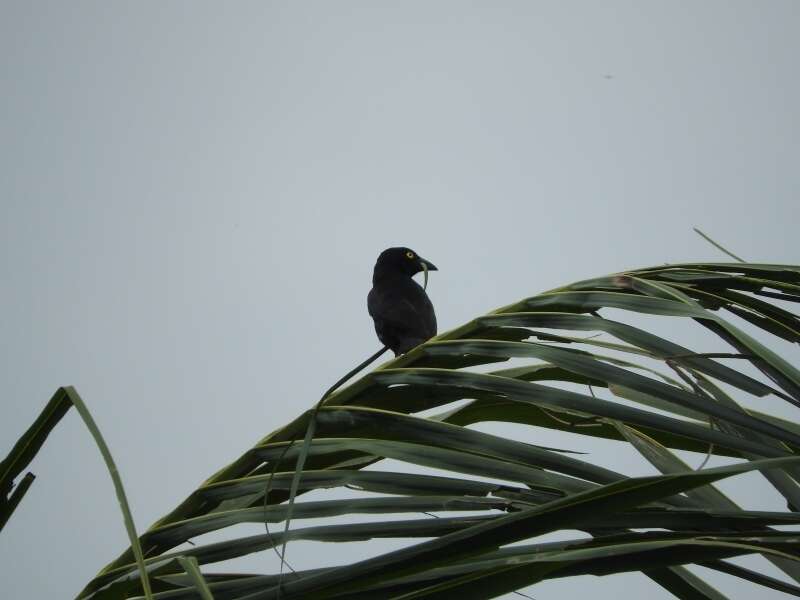 Image of Vieillot's Weaver