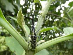 Слика од Ptychodes taeniotoides niveisparsis Bates 1872