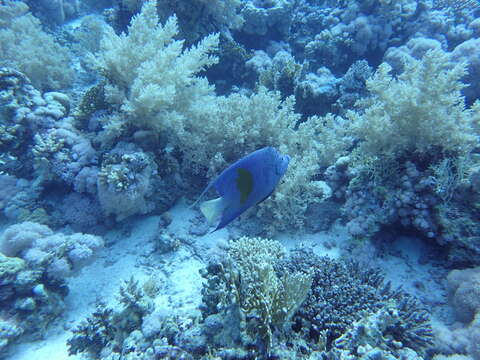 Image of Halfmoon Angelfish