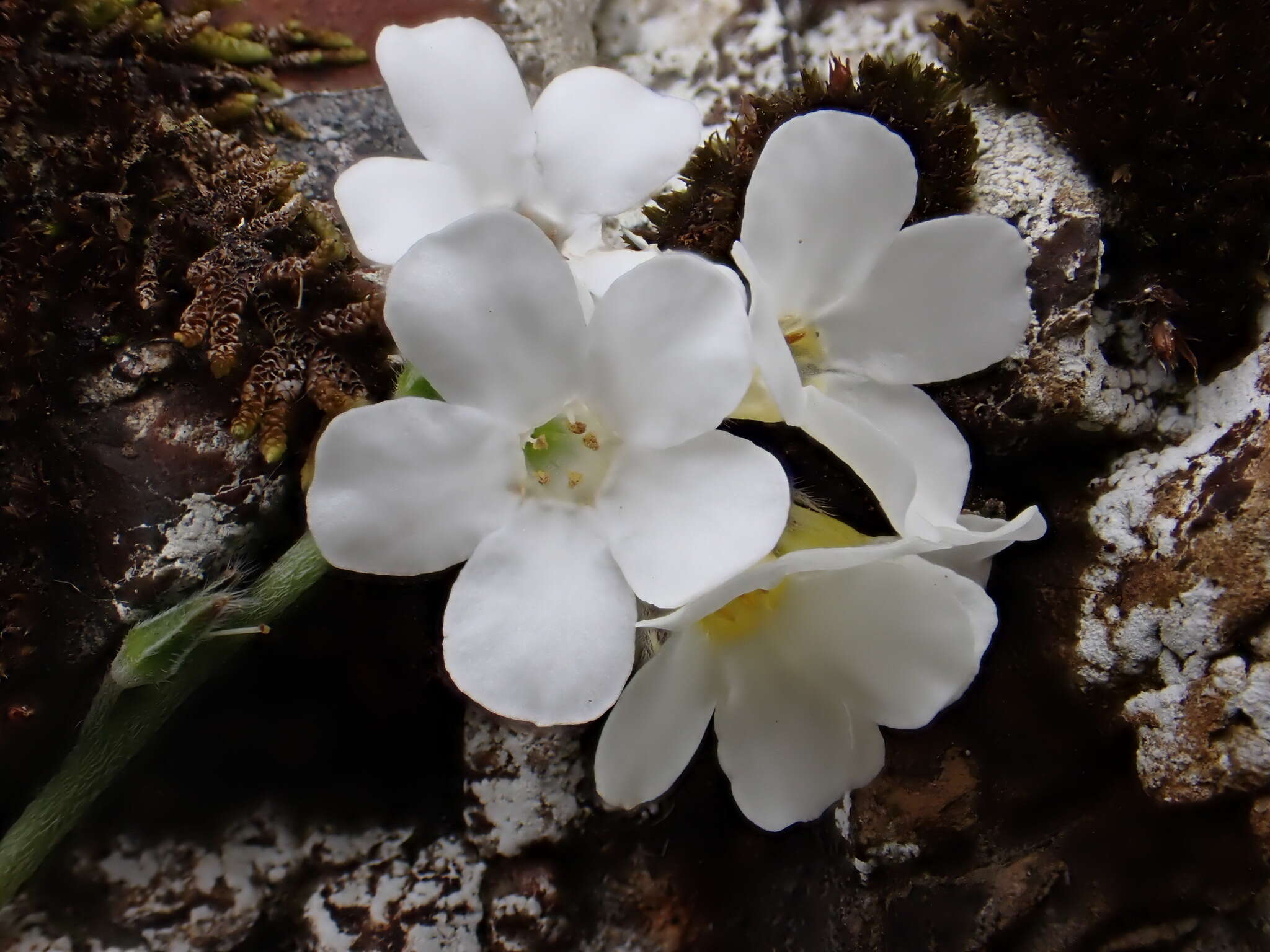 Imagem de Myosotis lytteltonensis (Laing & A. Wall) de Lange