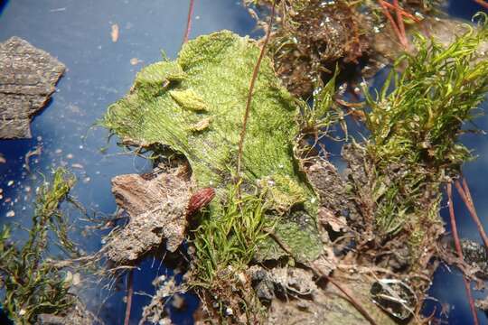 Image of leptobryum moss