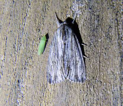 Acronicta lithospila Grote 1874的圖片