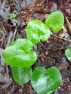 Image of North Fork heartleaf