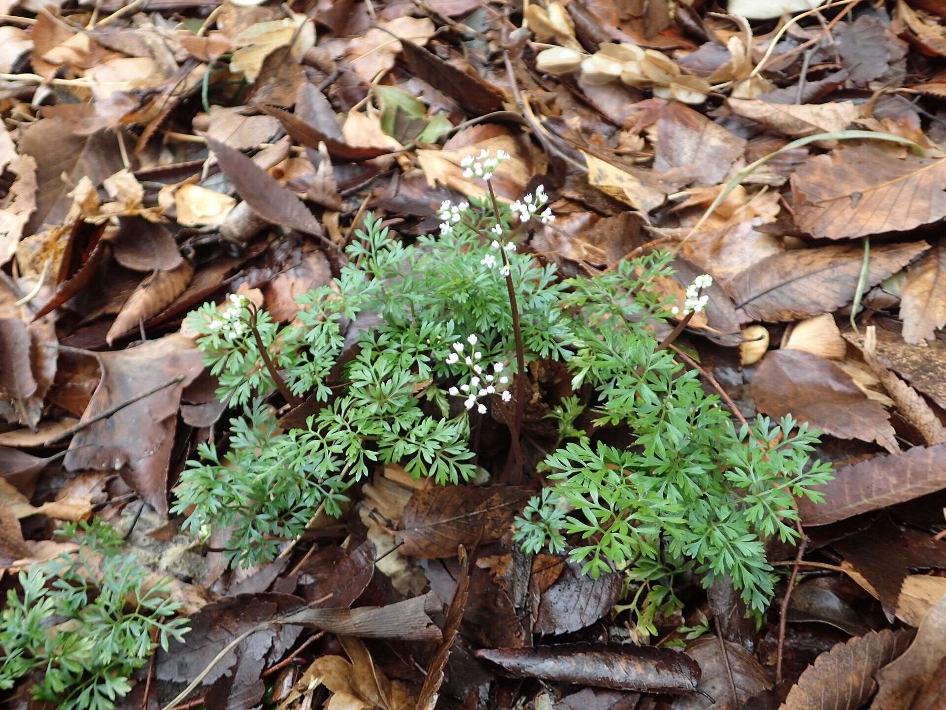 Aegopodium decumbens (Thunb. ex Murray) Pimenov & Zakharova的圖片