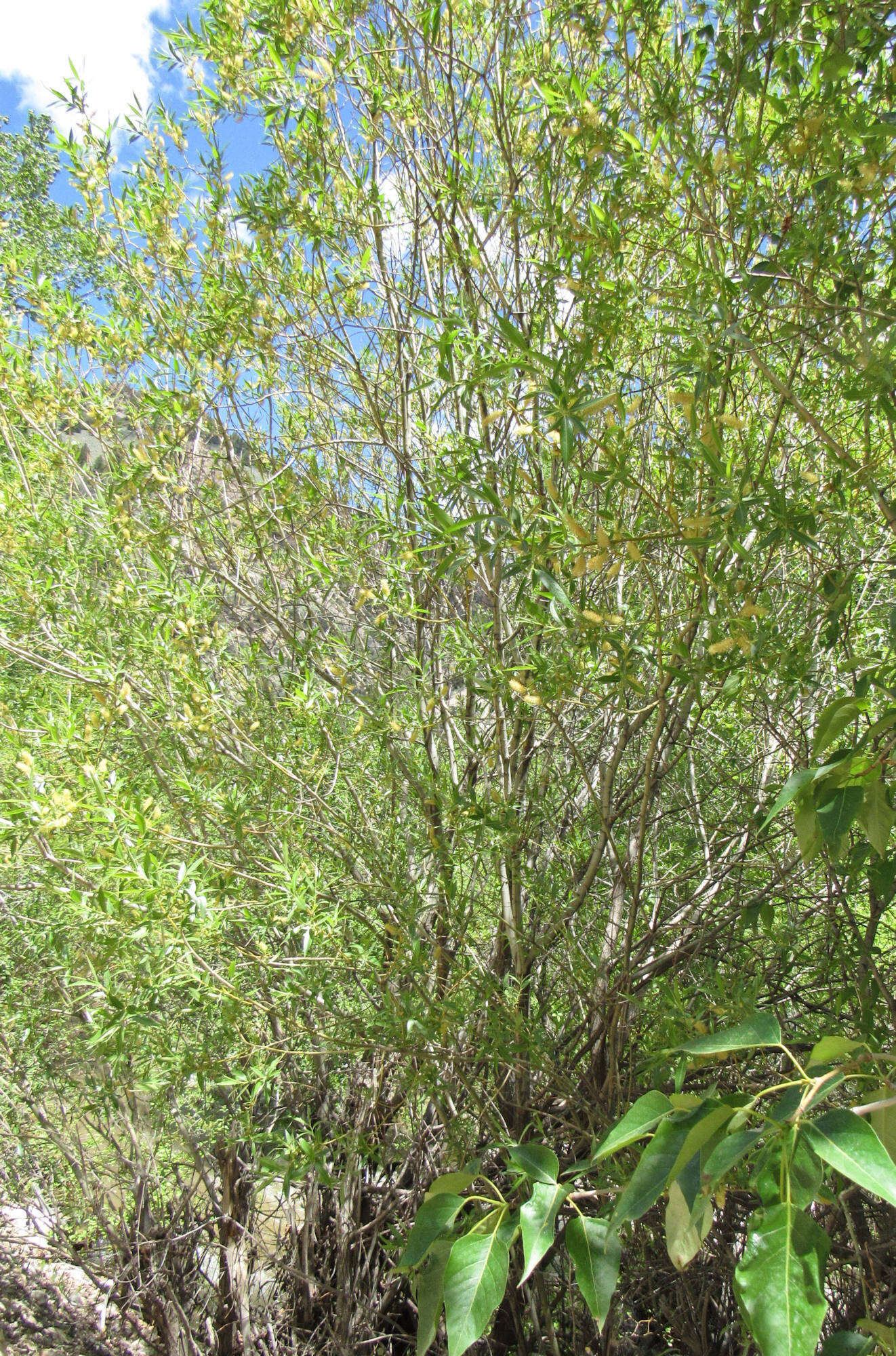 Image of greenleaf willow