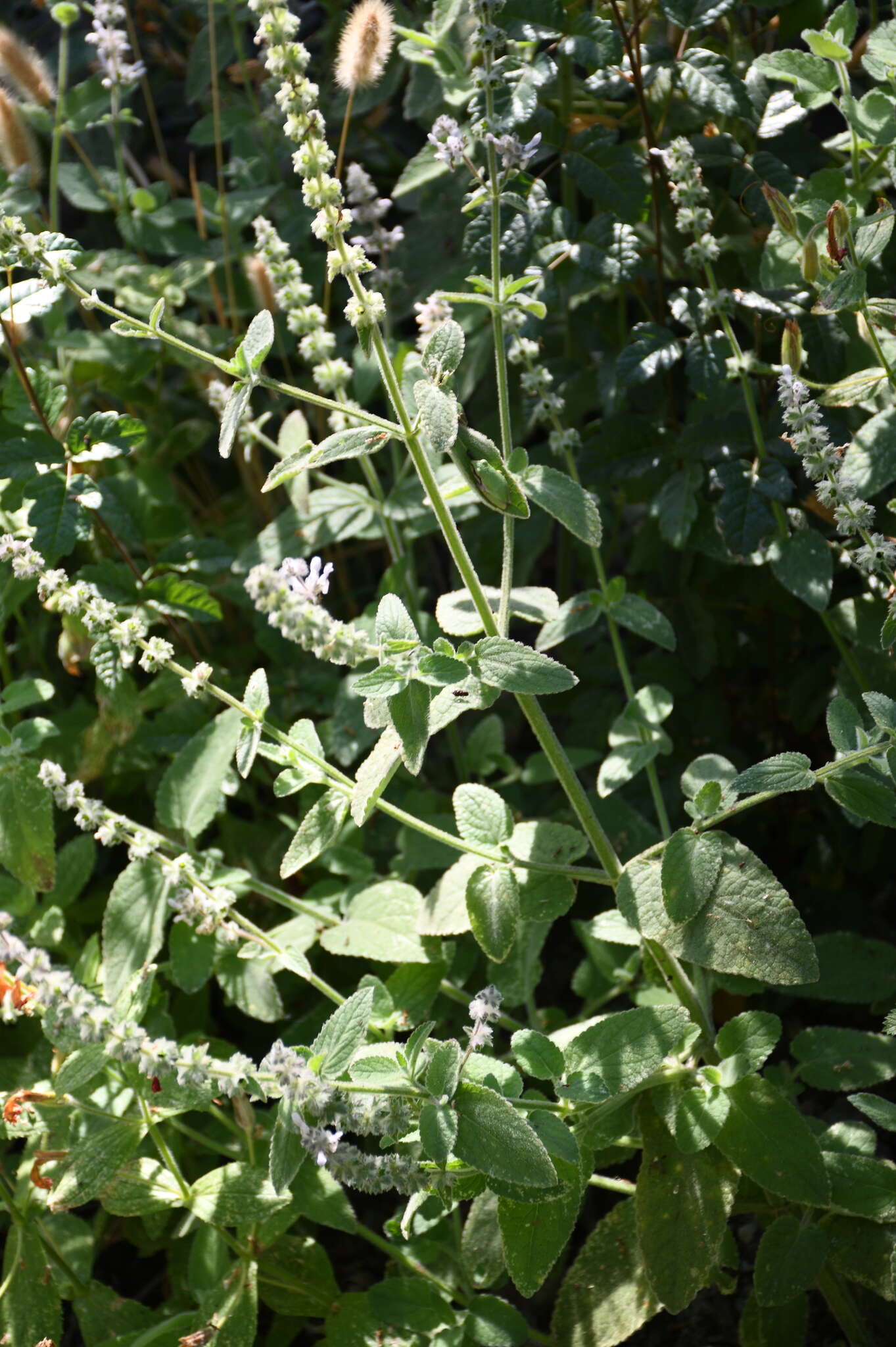 Слика од Stachys albens A. Gray