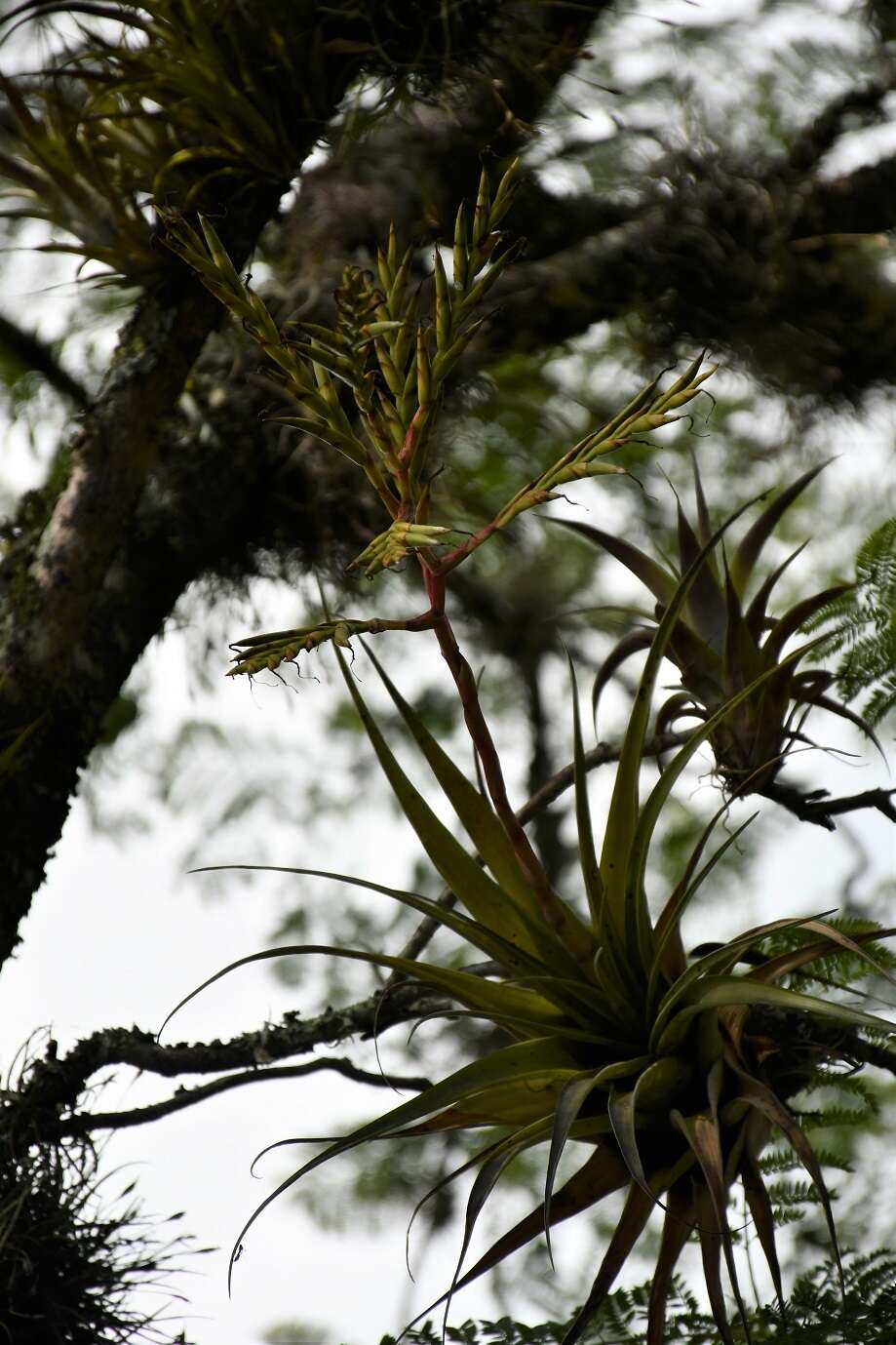 Tillandsia makoyana Baker的圖片