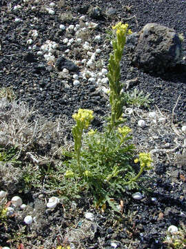 Image of Reseda crystallina Webb & Berth.