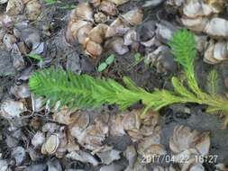 Image of parrot feather watermilfoil