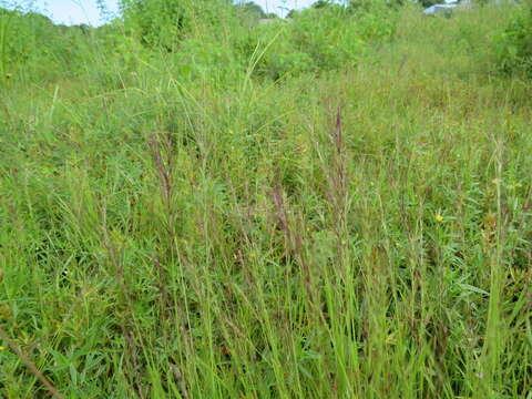 Image de Viguierella madagascariensis A. Camus