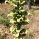 Image of Digitalis laevigata subsp. laevigata