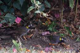 Image of White-eared Ground Sparrow