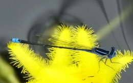 Image of Black-tailed Bluet