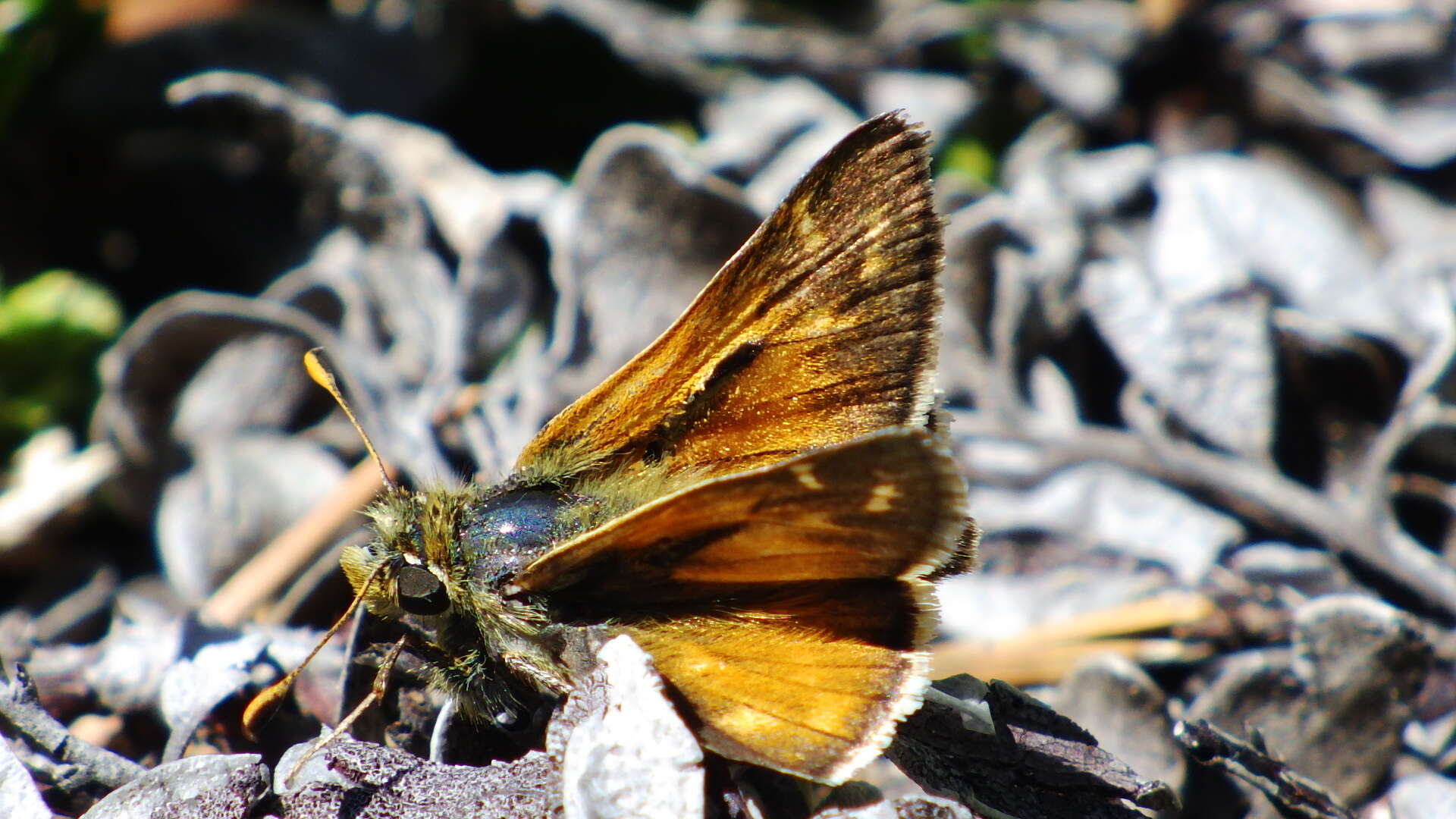 Image of Hesperia comma manitoba Scudder 1874