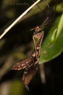 Image of Bittacus blancheti Pictet 1836