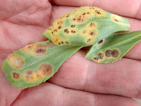 Image de Puccinia egmontensis G. Cunn. 1923