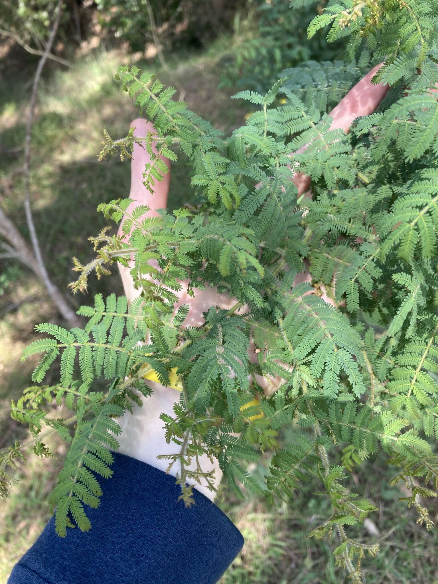 Image de Acacia pubescens (Vent.) R. Br.