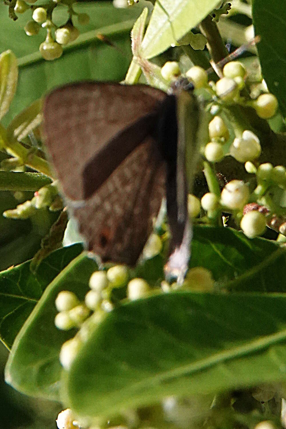 Imagem de Anthene lycaenoides (Felder 1860)