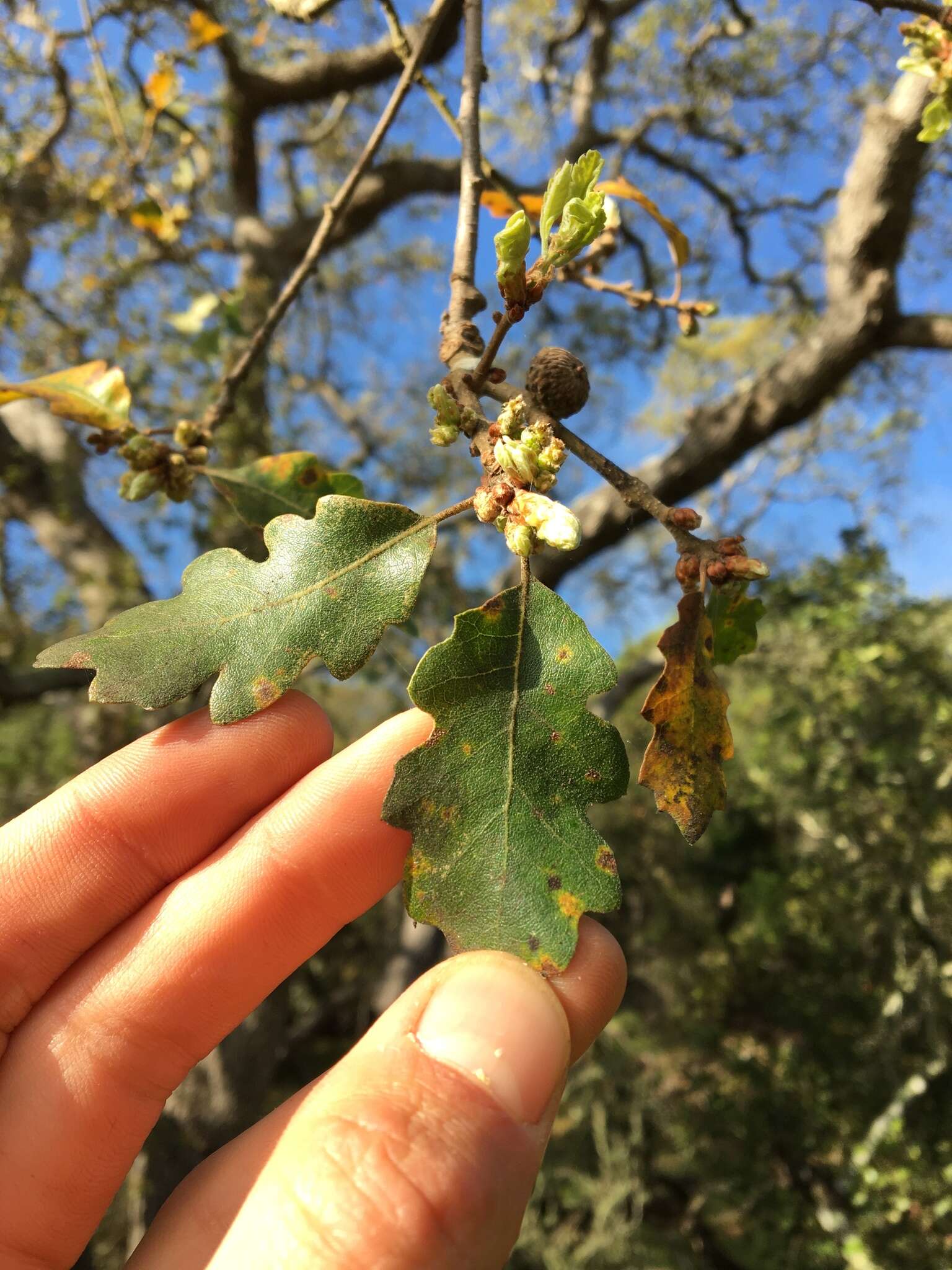 Imagem de Quercus macdonaldii Greene & Kellogg