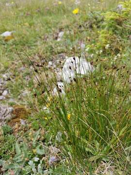 Image of Juncus monanthos Jacq.