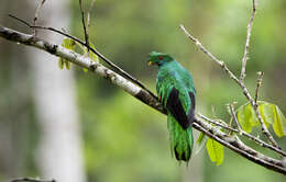 Image of Crested Quetzal