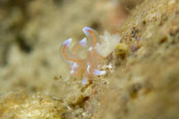 Imagem de Phyllodesmium opalescens Rudman 1991