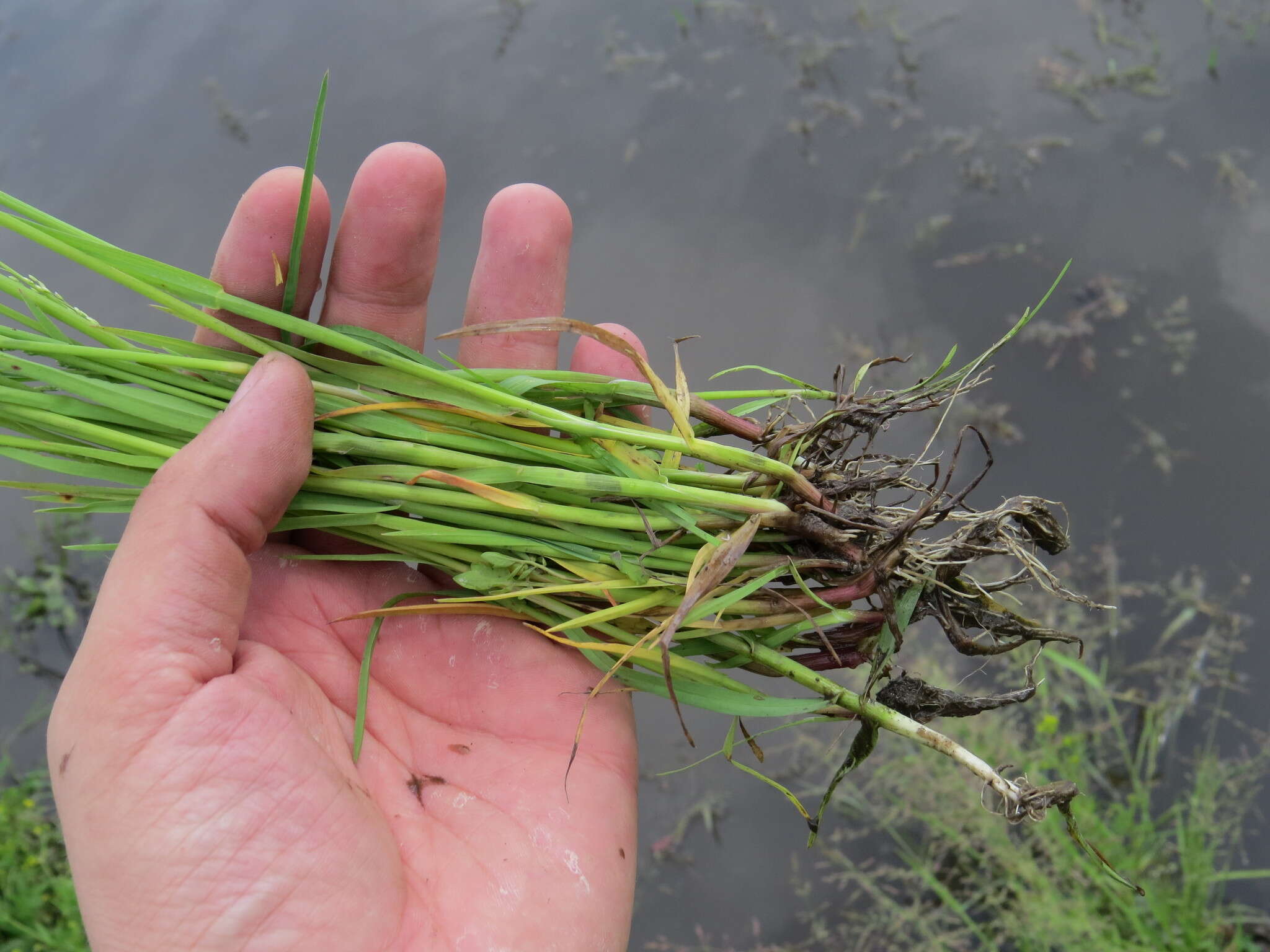 Image of whorlgrass